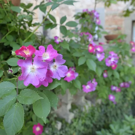 Affittacamere Medicea Lo Sprocco Scarperia